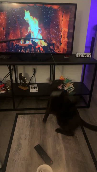 Enlarge MAXIMUS, a Adopted American Shorthair in Miami, FL video 4/5