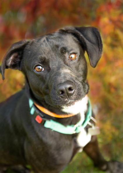 Enlarge Rio- in foster home, a Adoptable Mixed Breed in Hamilton, OH image 3/6