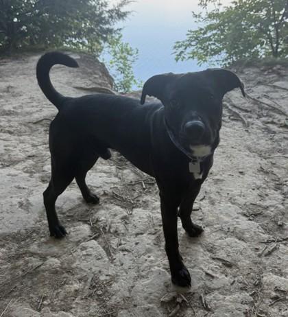 Enlarge Rio- in foster home, a Adoptable Mixed Breed in Hamilton, OH image 6/6