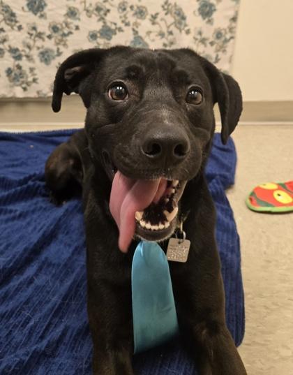 Enlarge Rio- in foster home, a Adoptable Mixed Breed in Hamilton, OH image 4/6