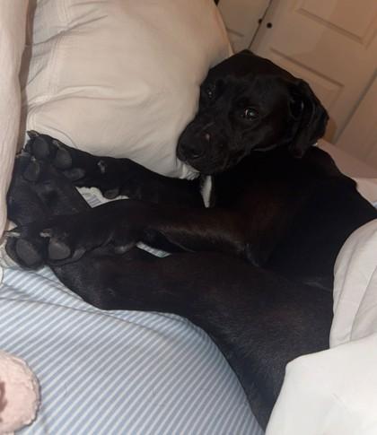 Enlarge Rio- in foster home, a Adoptable Mixed Breed in Hamilton, OH image 5/6