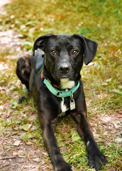 Rio- in foster home, Adoptable, Adult Male Mixed Breed.