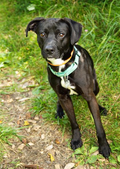 Enlarge Rio- in foster home, a Adoptable Mixed Breed in Hamilton, OH image 2/6