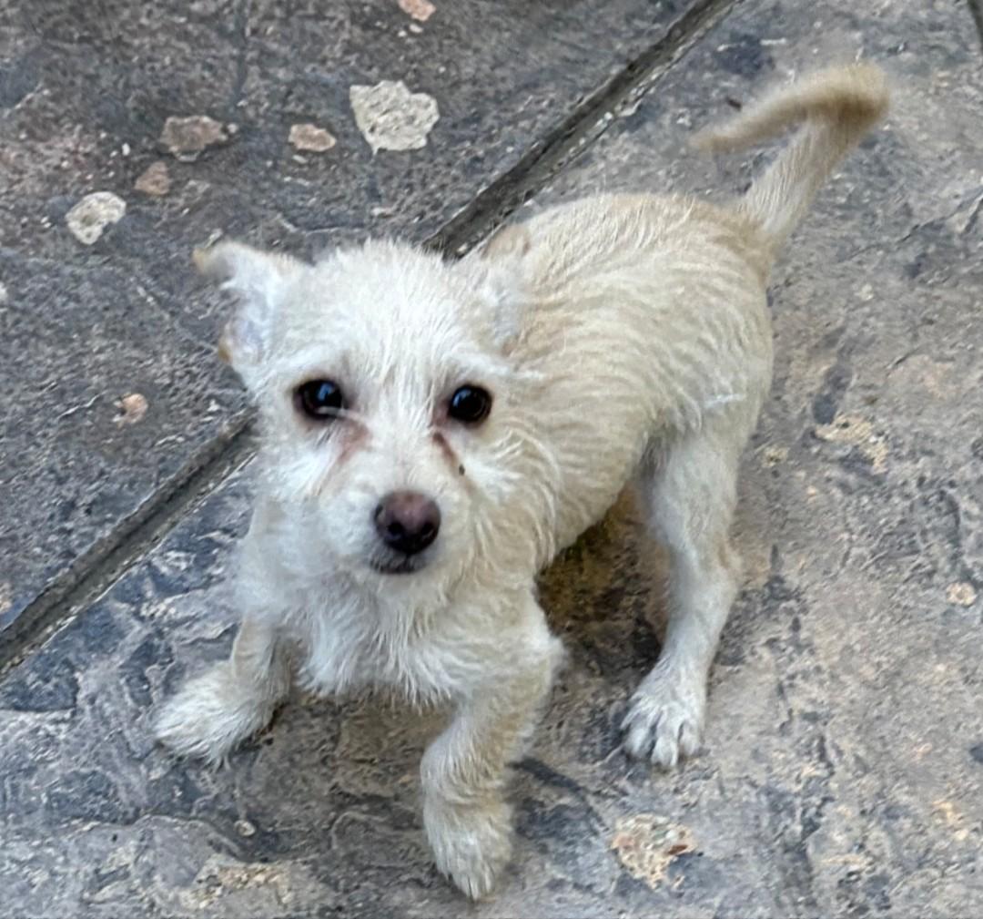 Bootz, a Adoptable mixed breed in Thousand Oaks, CA image 3/4
