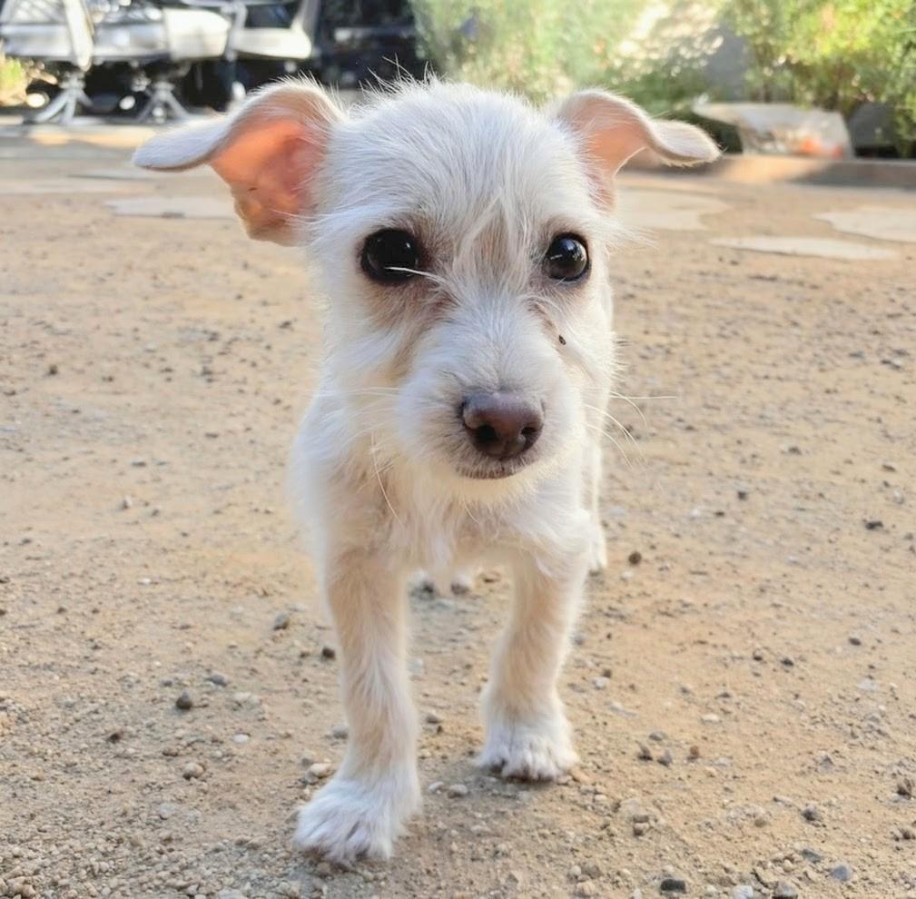 Bootz, a Adoptable mixed breed in Thousand Oaks, CA image 1/4
