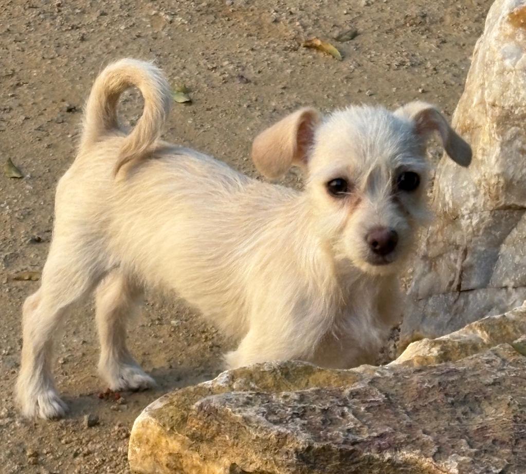 Bootz, a Adoptable mixed breed in Thousand Oaks, CA image 4/4