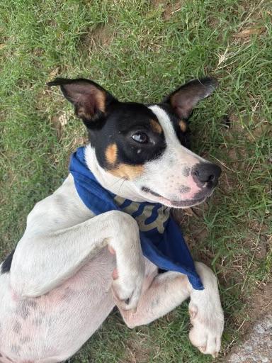 Enlarge Petey, a ADOPTABLE mixed breed in Tulsa, OK image 1/1