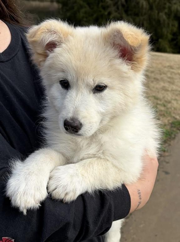 MARIA, a ADOPTABLE mixed breed in Dumont, NJ image 2/5