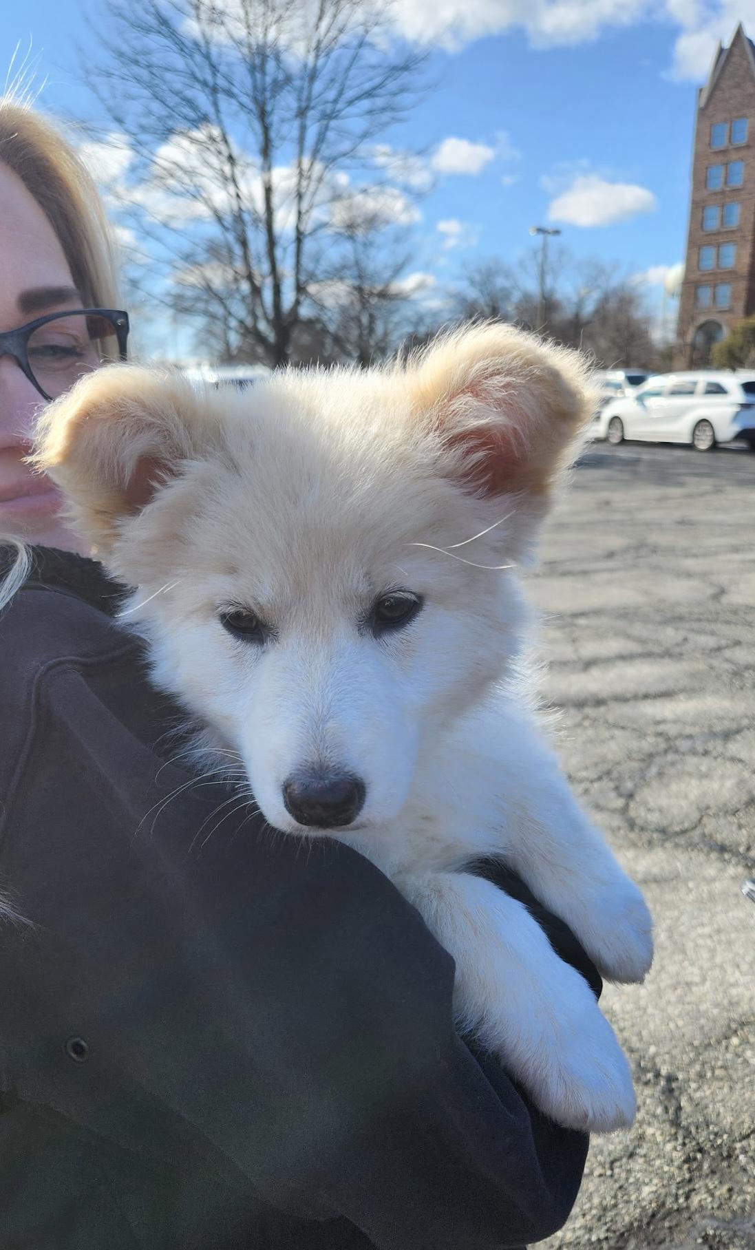 MARIA, a ADOPTABLE mixed breed in Dumont, NJ image 4/5