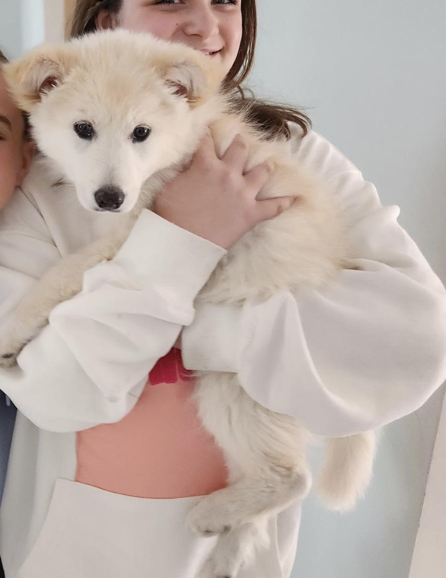 MARIA, a ADOPTABLE mixed breed in Dumont, NJ image 3/5