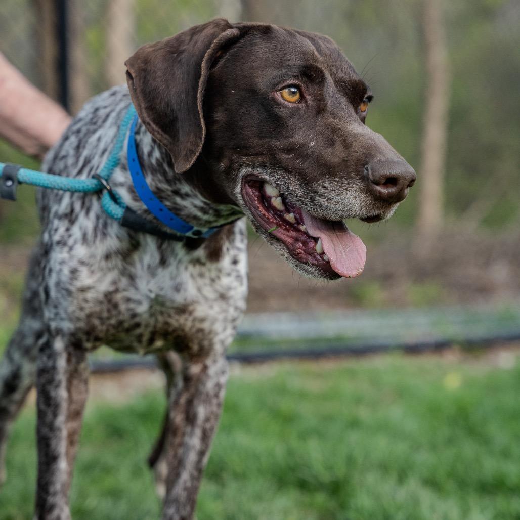 Enlarge Gustafson, a Adoptable German Shorthaired Pointer in Pawling, NY image 1/6