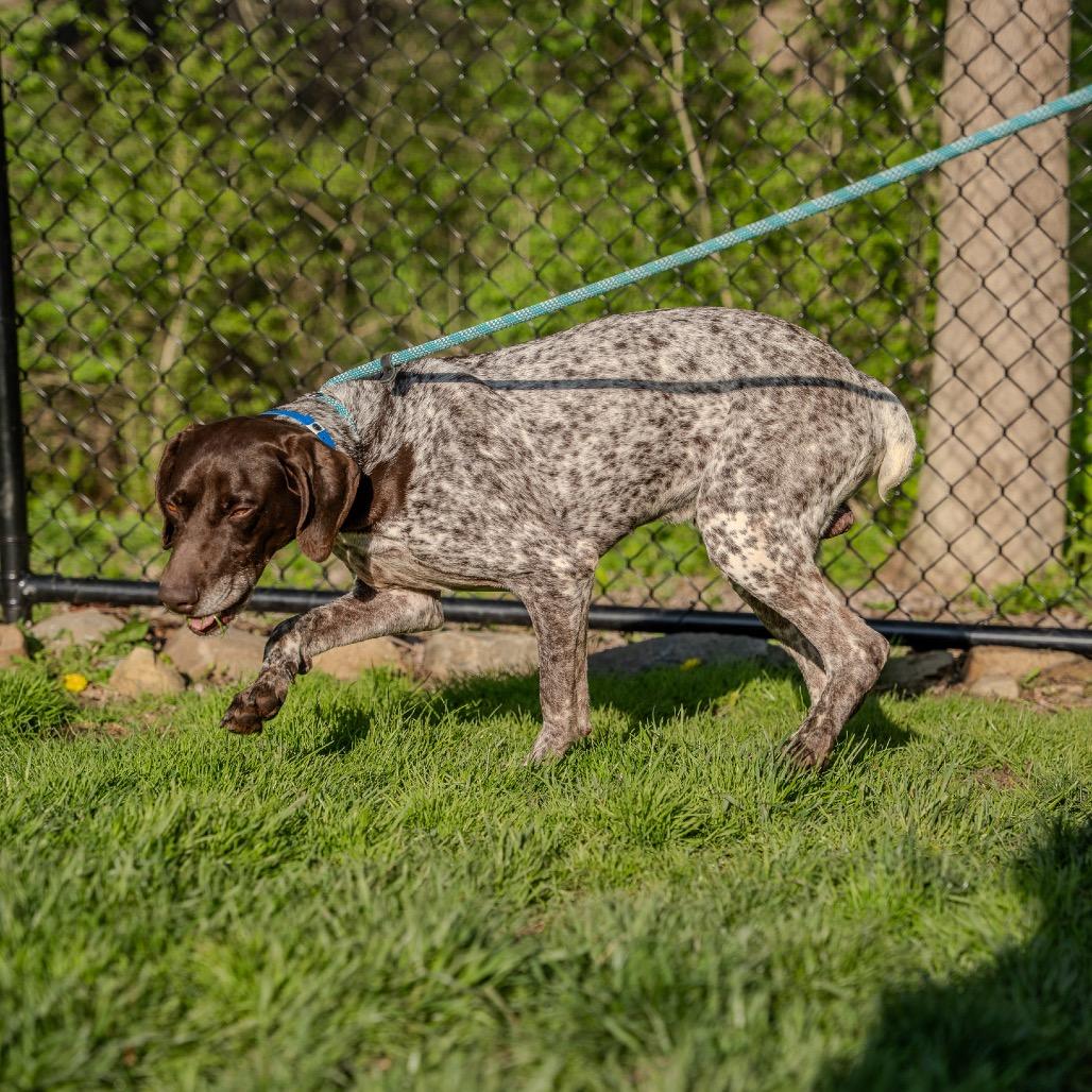 Enlarge Gustafson, a Adoptable German Shorthaired Pointer in Pawling, NY image 2/6
