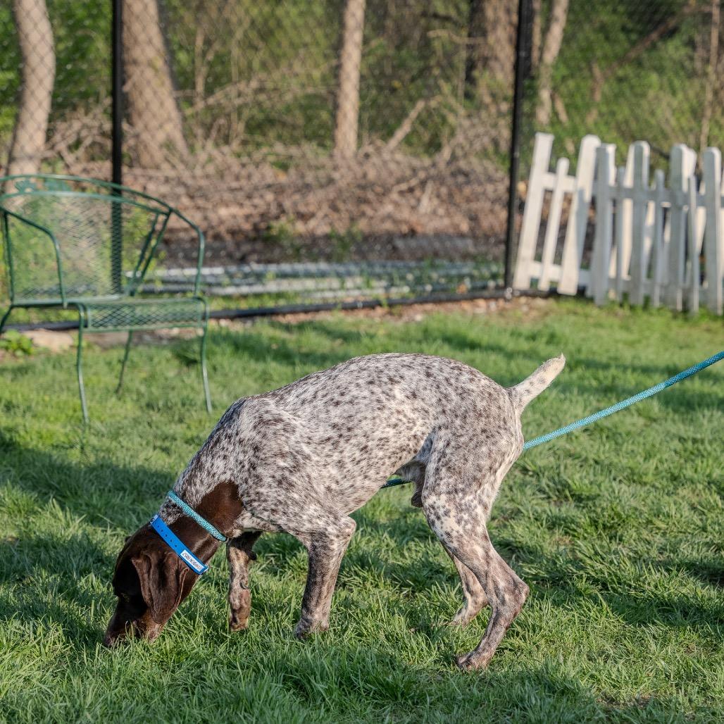 Enlarge Gustafson, a Adoptable German Shorthaired Pointer in Pawling, NY image 3/6