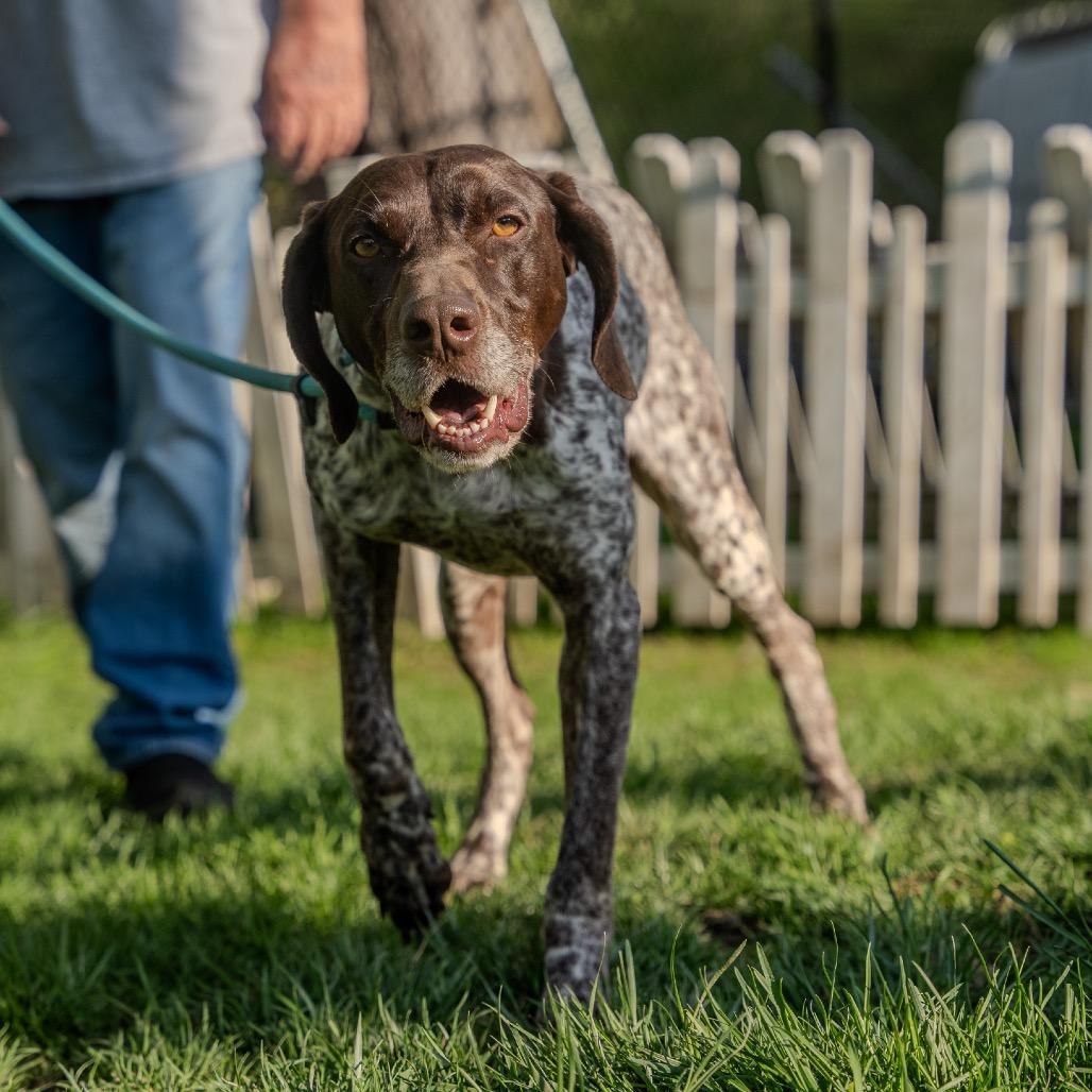 Enlarge Gustafson, a Adoptable German Shorthaired Pointer in Pawling, NY image 4/6