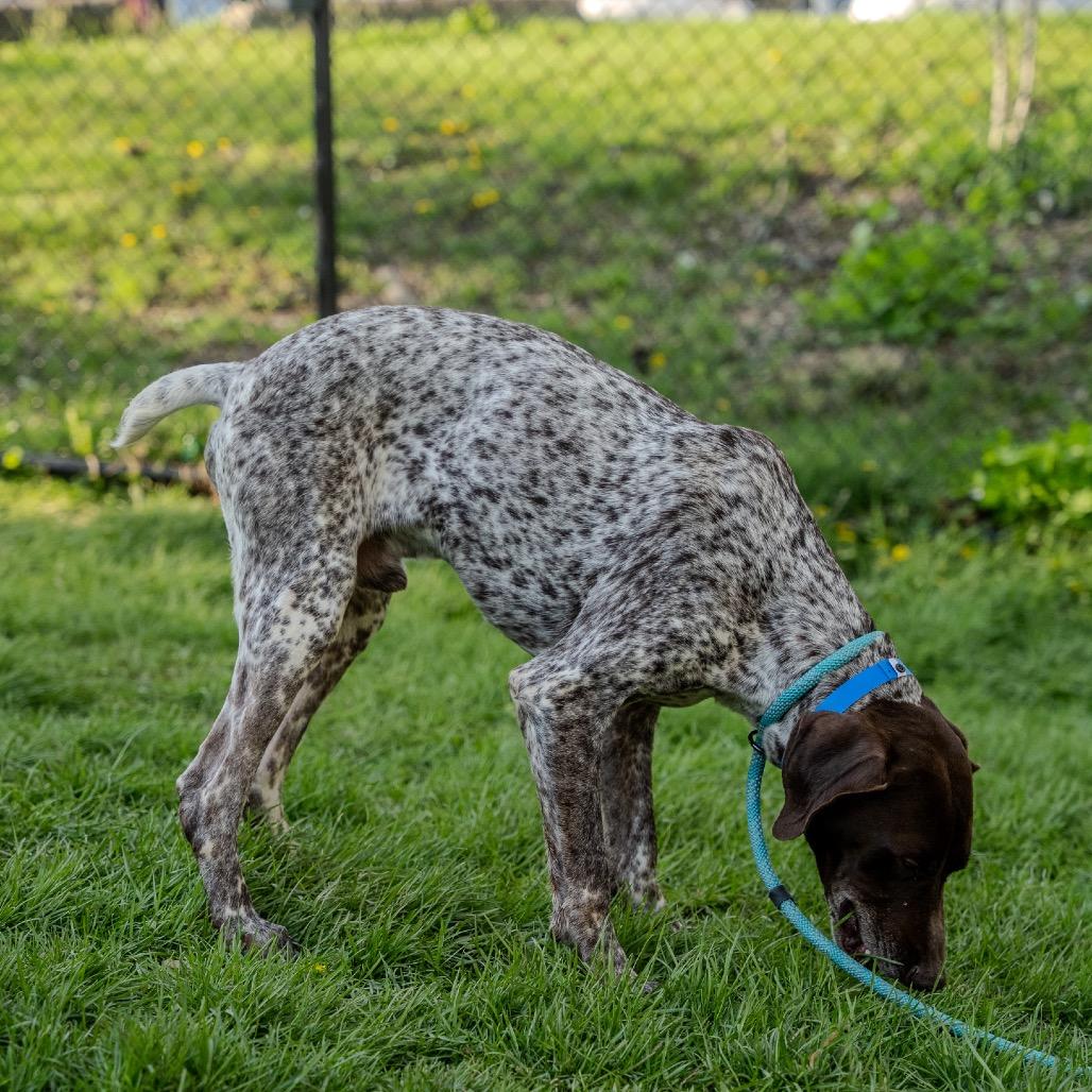 Enlarge Gustafson, a Adoptable German Shorthaired Pointer in Pawling, NY image 5/6