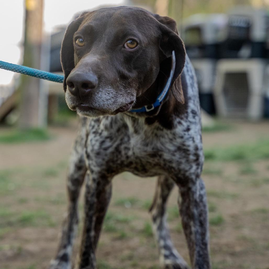 Enlarge Gustafson, a Adoptable German Shorthaired Pointer in Pawling, NY image 6/6