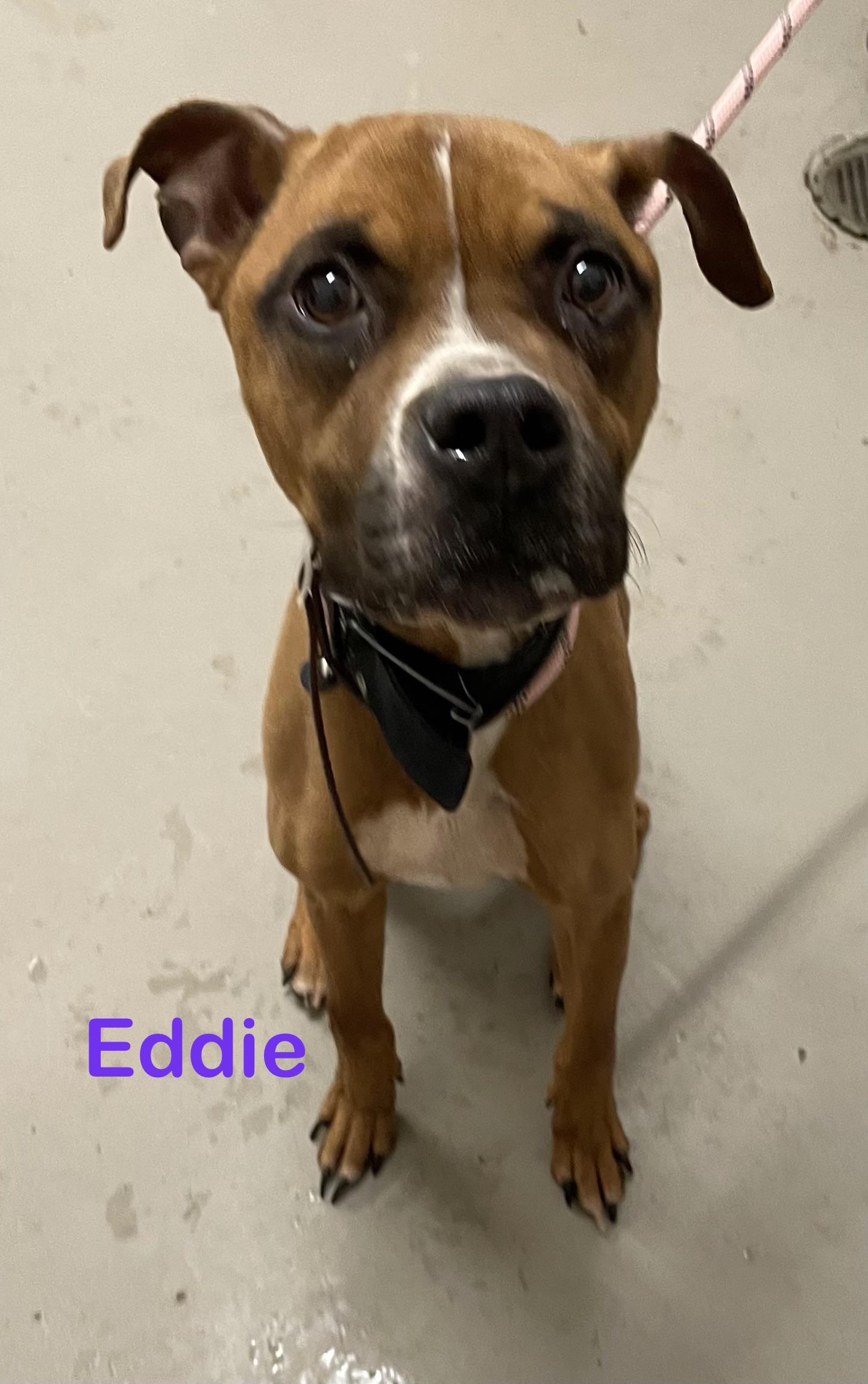 Enlarge Eddie AVAILABLE , a ADOPTABLE Boxer in Canton, OH image 2/4