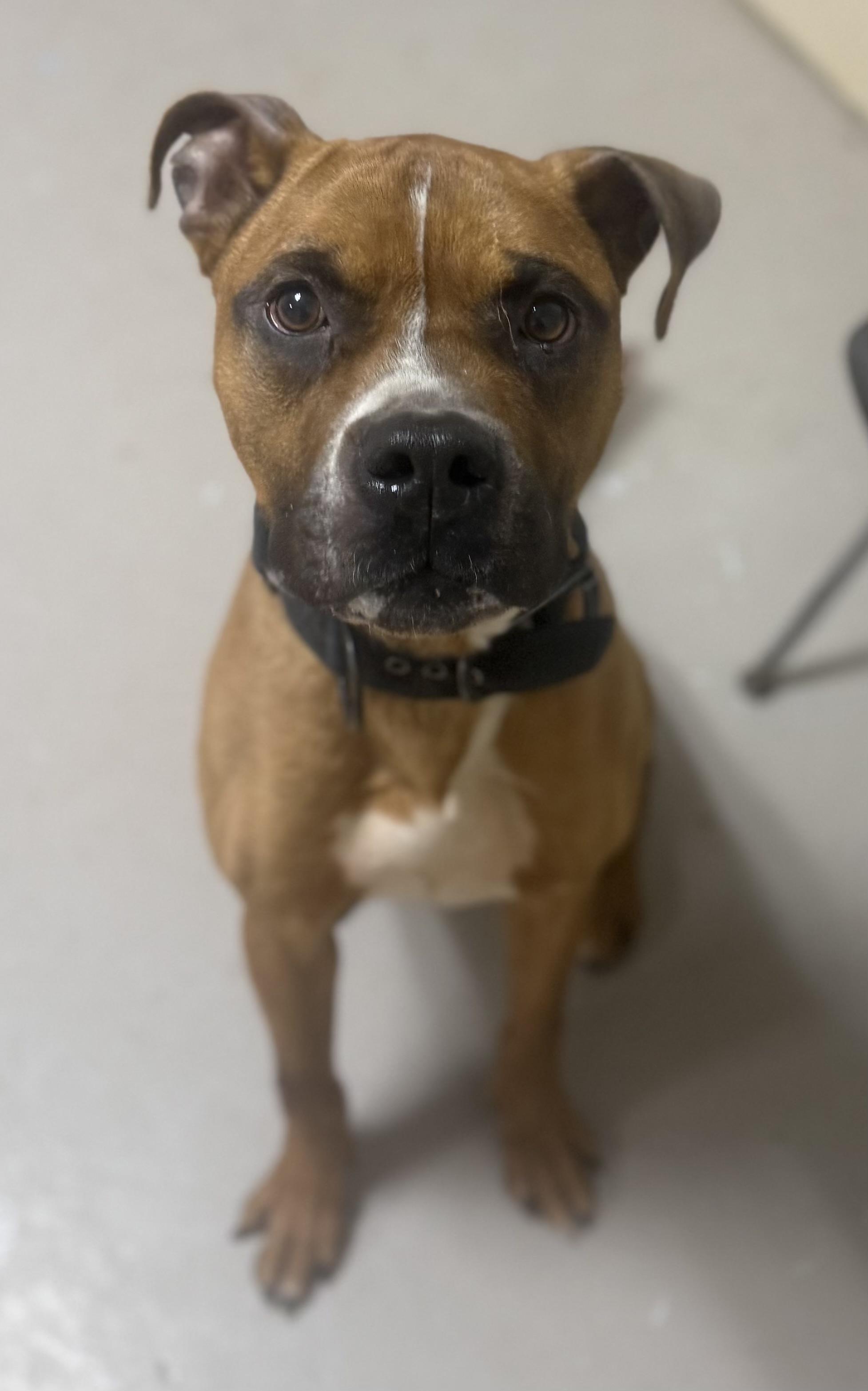 Enlarge Eddie AVAILABLE , a ADOPTABLE Boxer in Canton, OH image 3/4