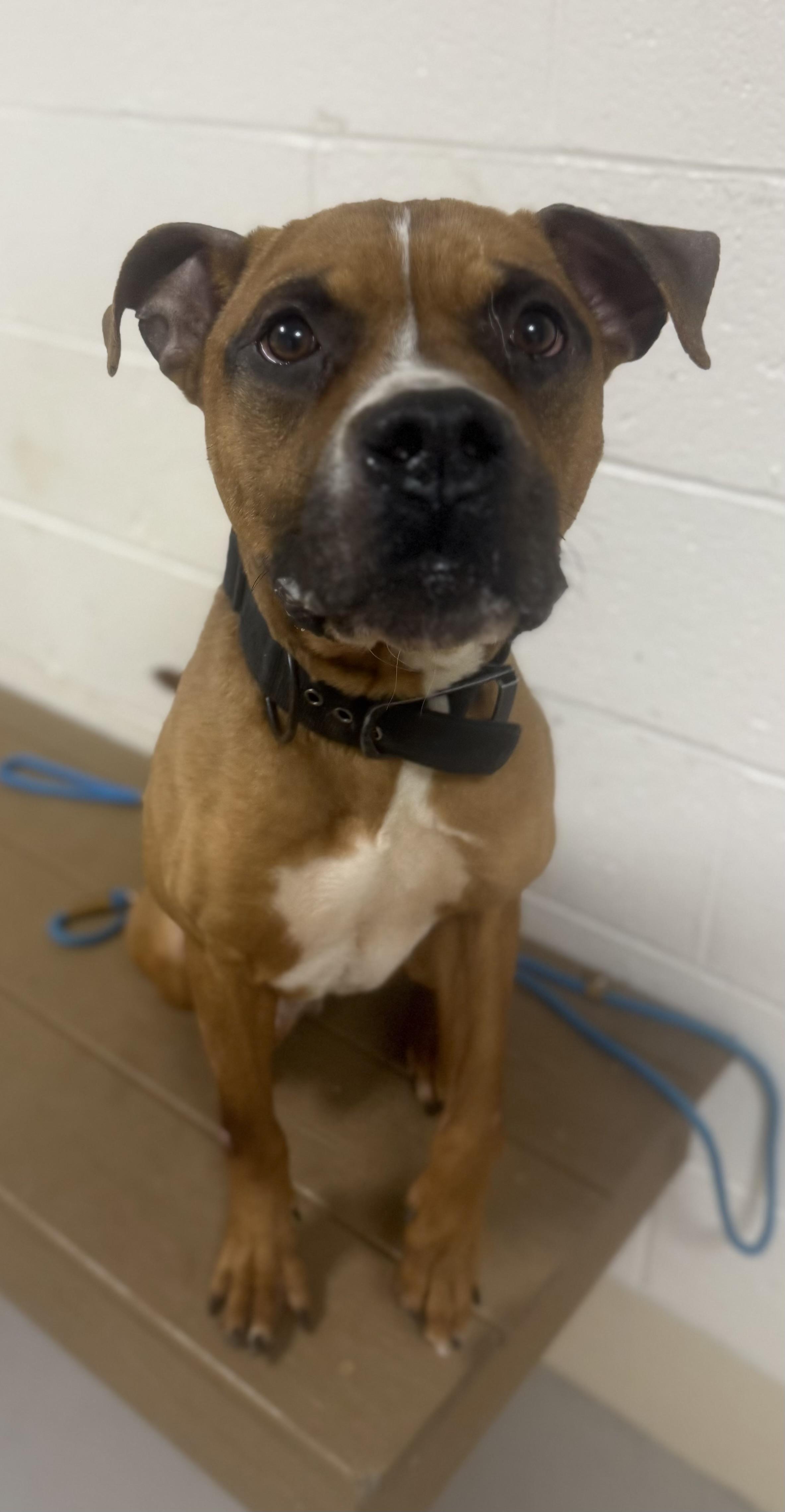 Eddie AVAILABLE , ADOPTABLE, Adult Male Boxer.