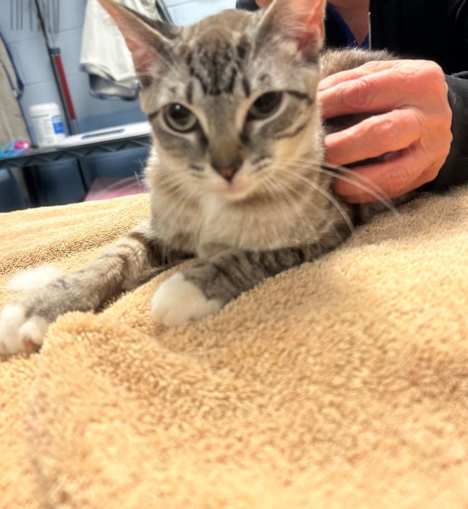 Enlarge Milk, a Adoptable mixed breed in Detroit, MI image 1/1