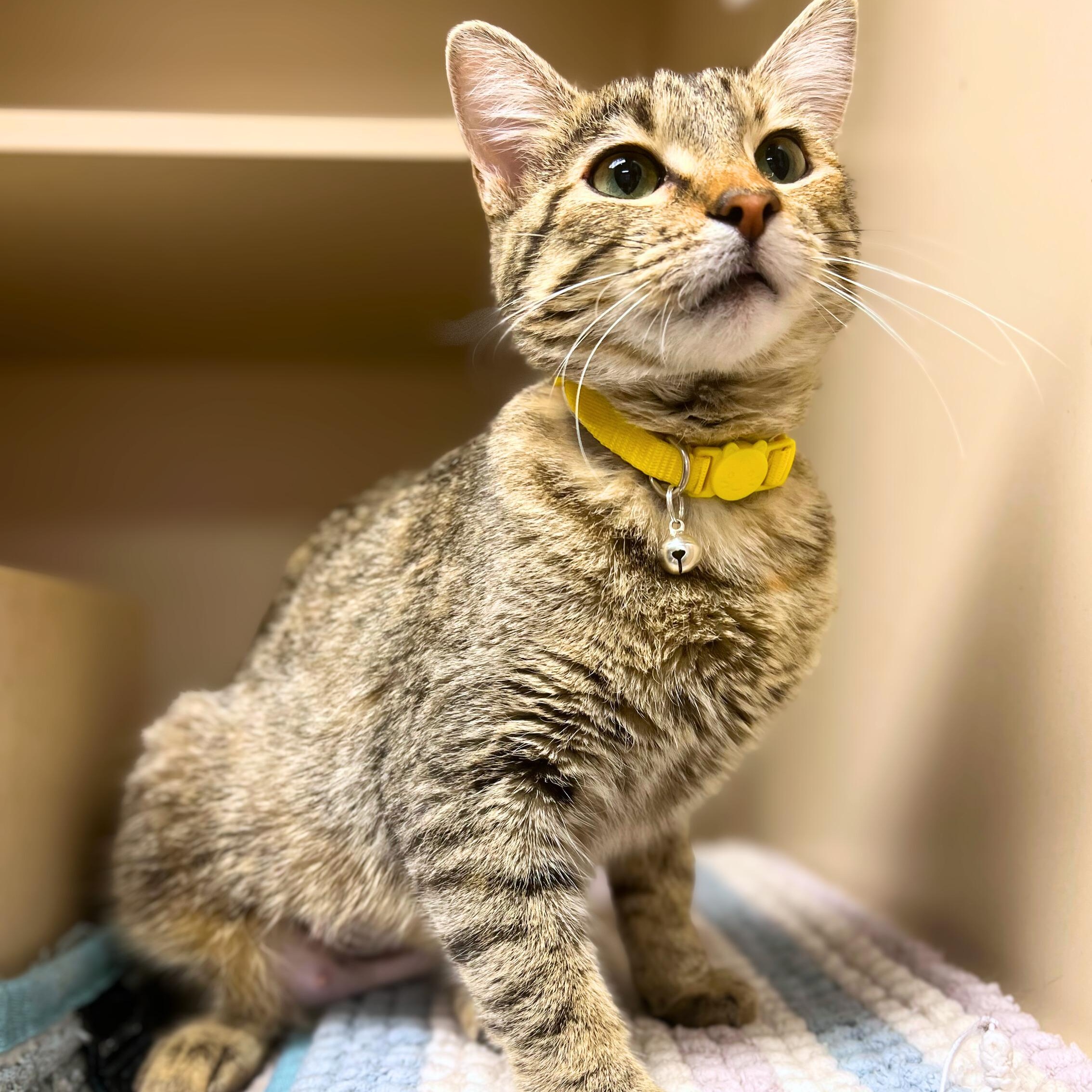 Enlarge Chardonnay, an adopted Domestic Short Hair in Quincy, IL image 1/1