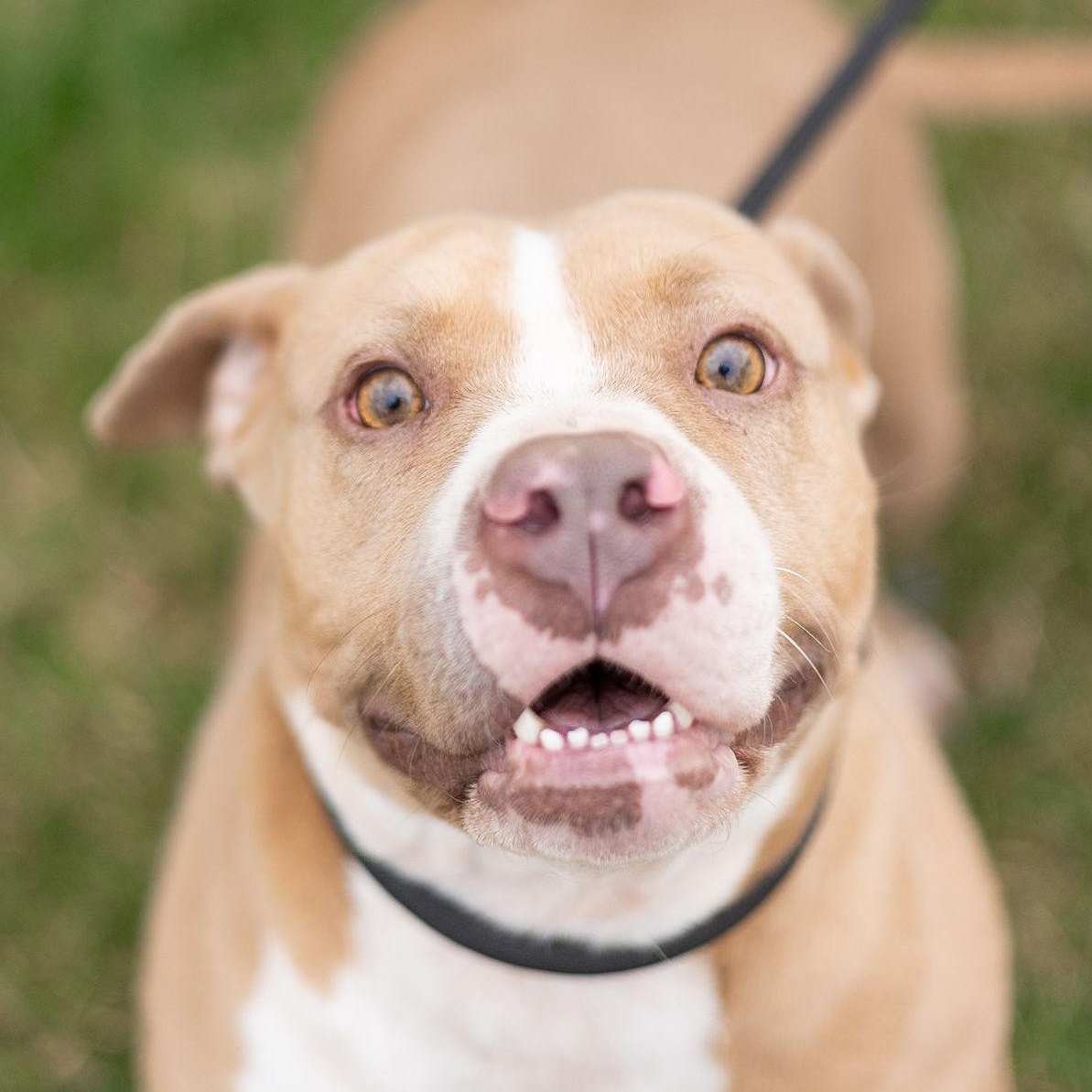 Enlarge Layla, a Adopted Pit Bull Terrier in Clovis, NM image 1/6