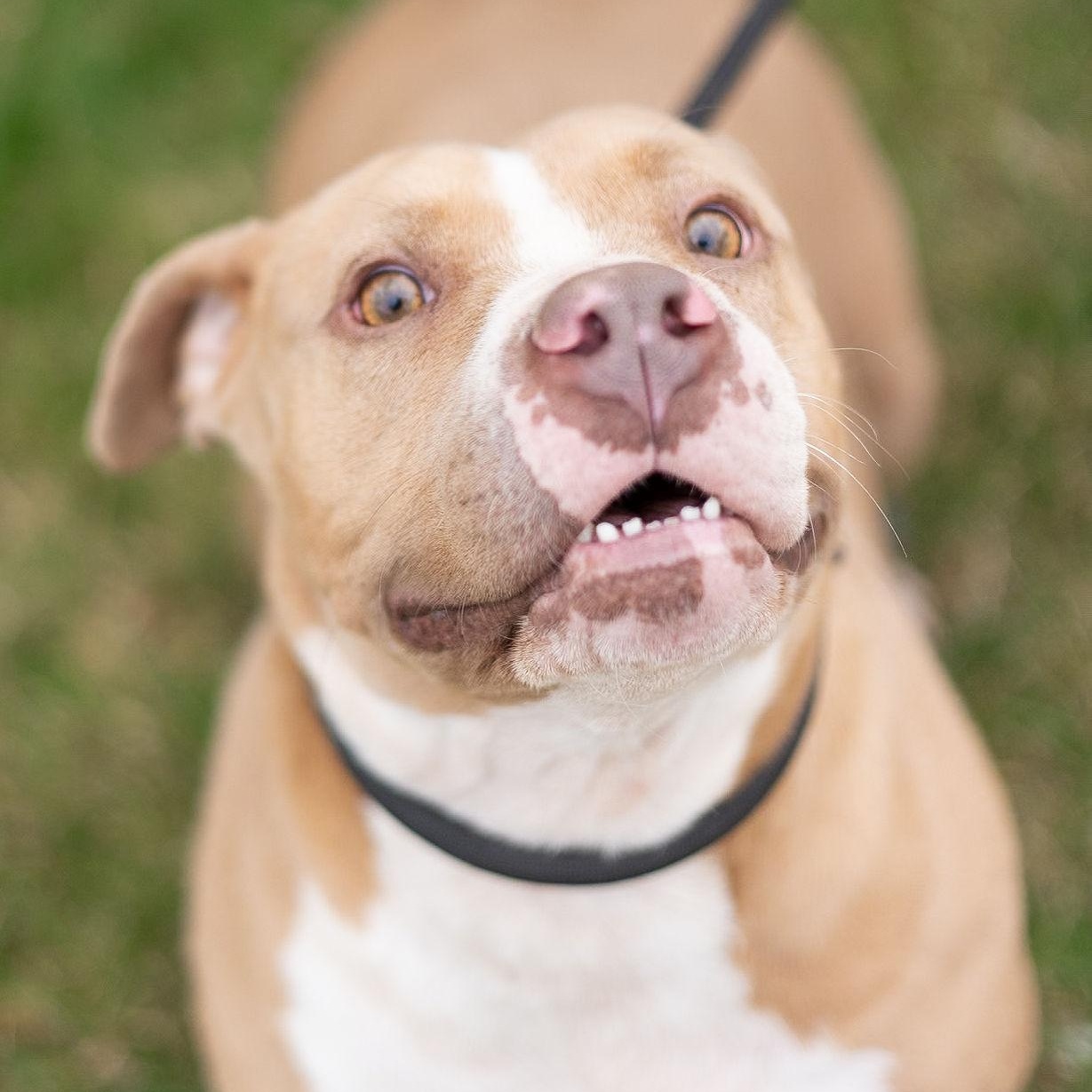 Enlarge Layla, a Adopted Pit Bull Terrier in Clovis, NM image 3/6