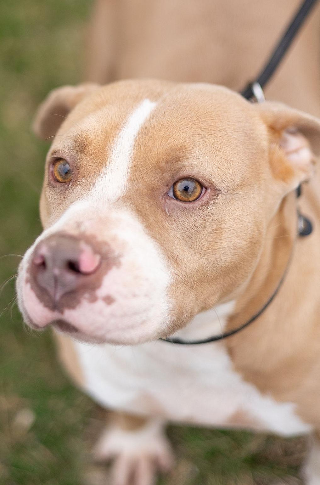 Enlarge Layla, a Adopted Pit Bull Terrier in Clovis, NM image 6/6