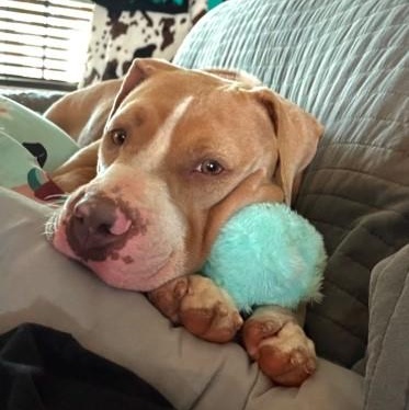 Enlarge Layla, a Adopted Pit Bull Terrier in Clovis, NM image 4/6