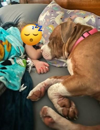 Enlarge Layla, a Adopted Pit Bull Terrier in Clovis, NM image 2/6