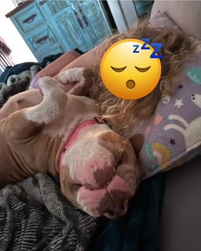 Enlarge Layla, a Adopted Pit Bull Terrier in Clovis, NM image 5/6