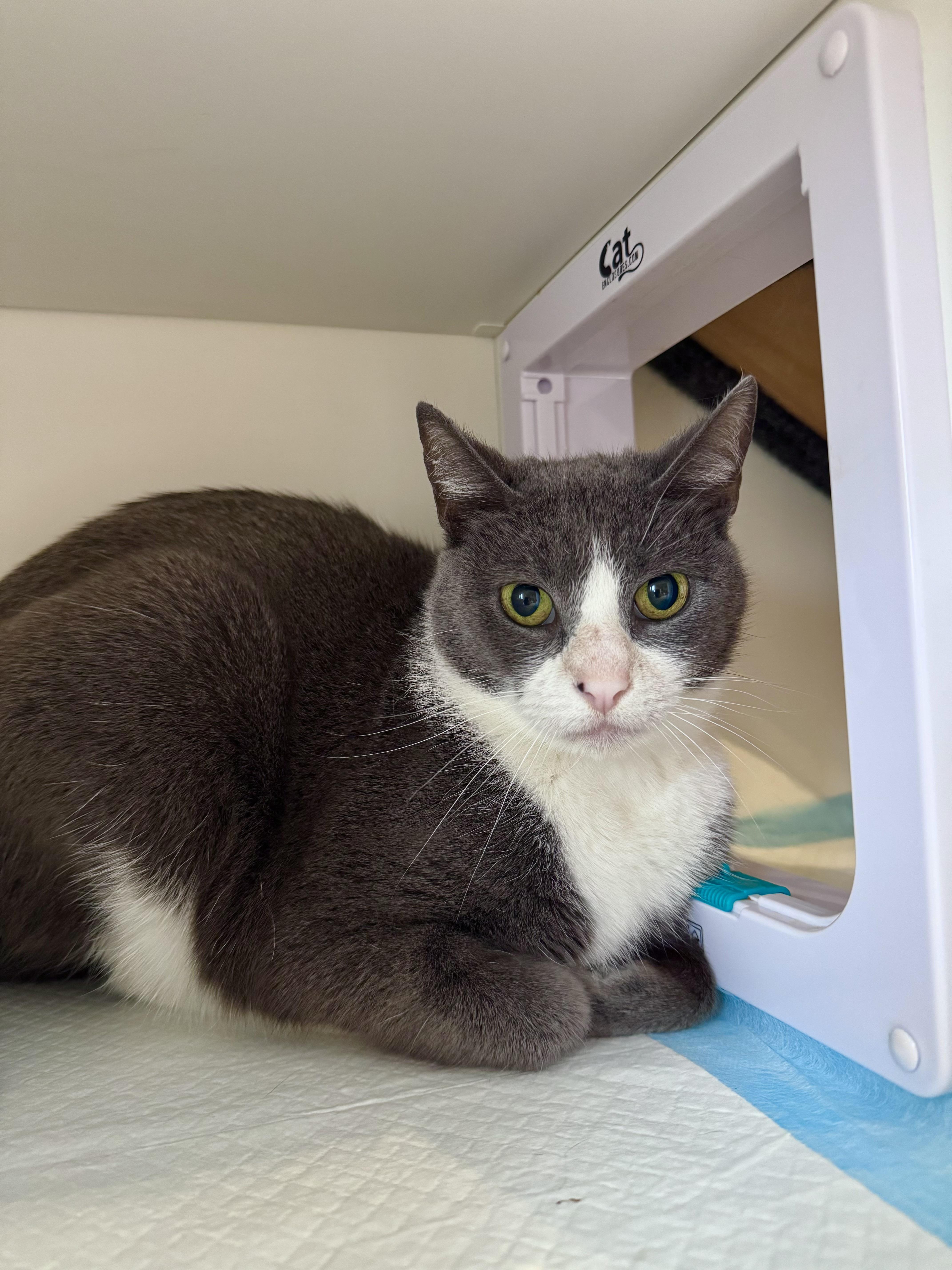 Enlarge Perri, a ADOPTABLE Domestic Short Hair in Ramsey, NJ image 2/6