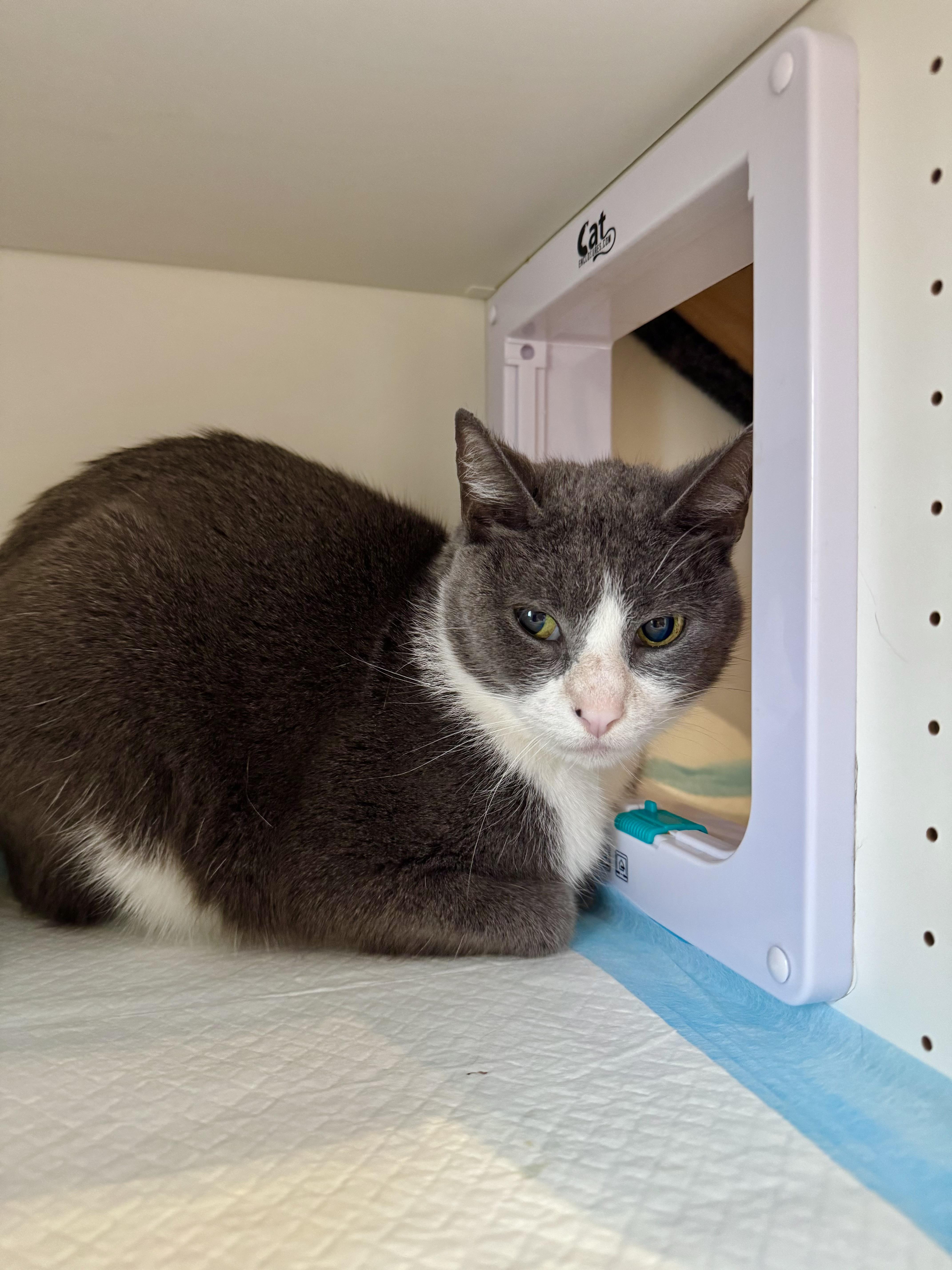 Enlarge Perri, a ADOPTABLE Domestic Short Hair in Ramsey, NJ image 5/6