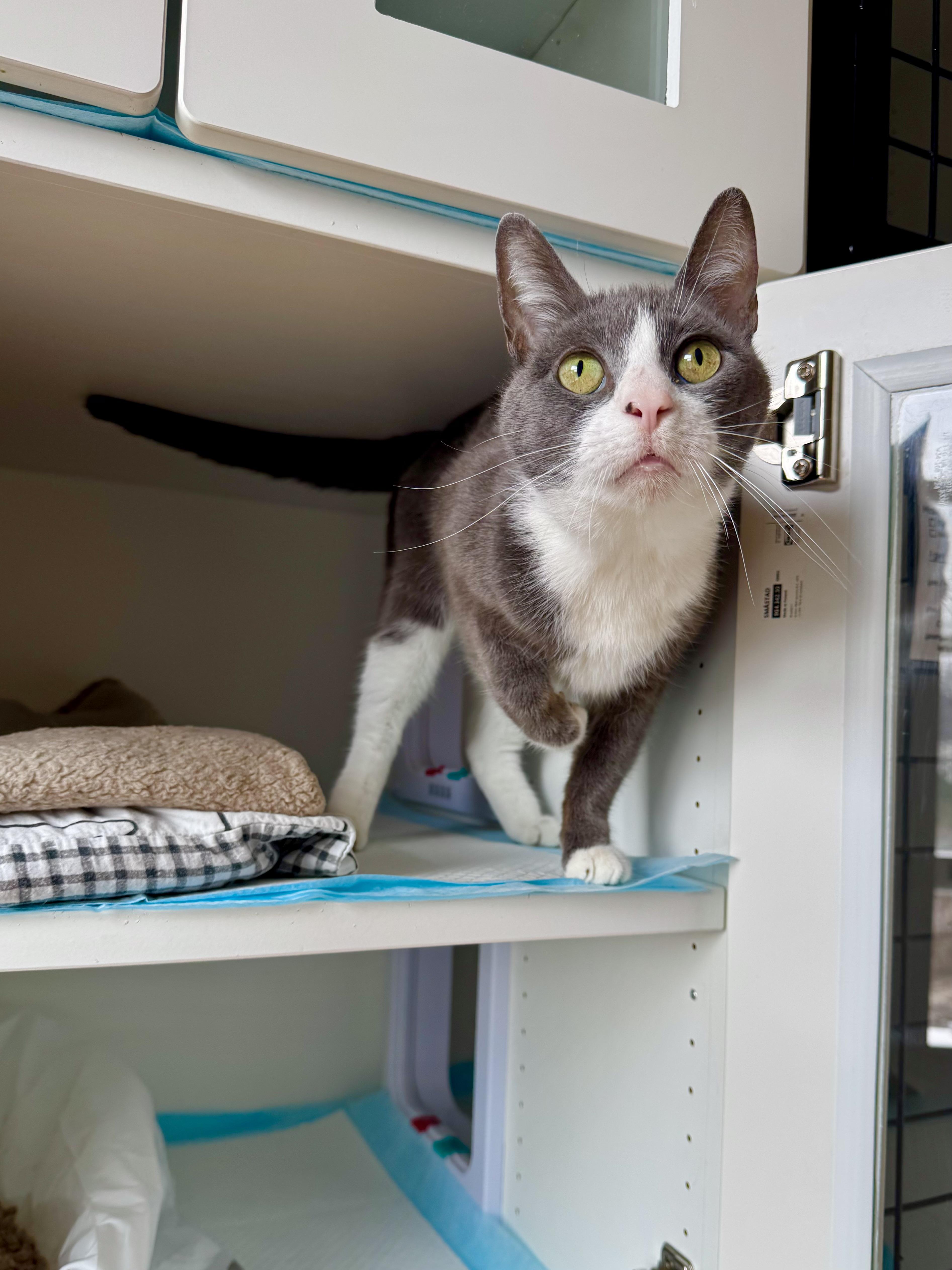 Enlarge Perri, a ADOPTABLE Domestic Short Hair in Ramsey, NJ image 4/6