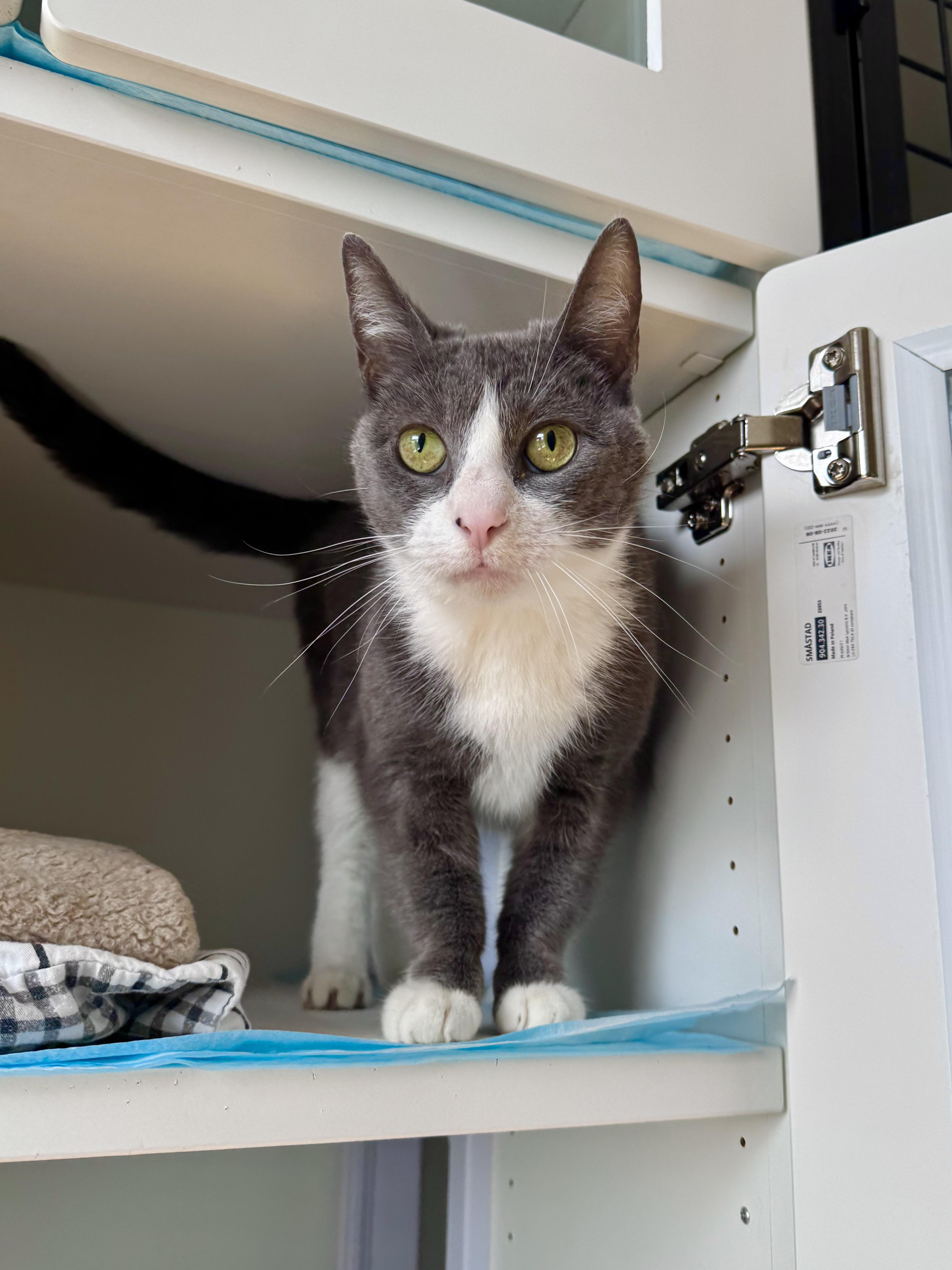 Perri, ADOPTABLE, Adult Female Domestic Short Hair.