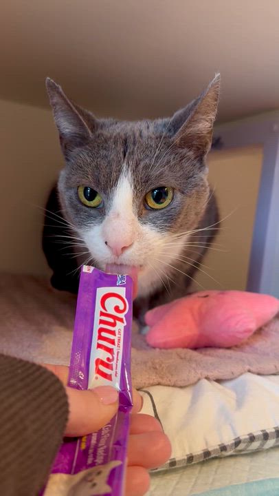 Enlarge Perri, a ADOPTABLE Domestic Short Hair in Ramsey, NJ video 3/6