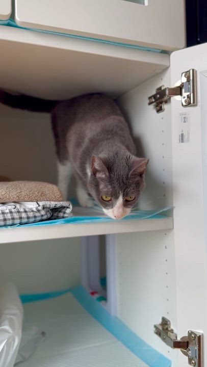 Enlarge Perri, a ADOPTABLE Domestic Short Hair in Ramsey, NJ video 6/6