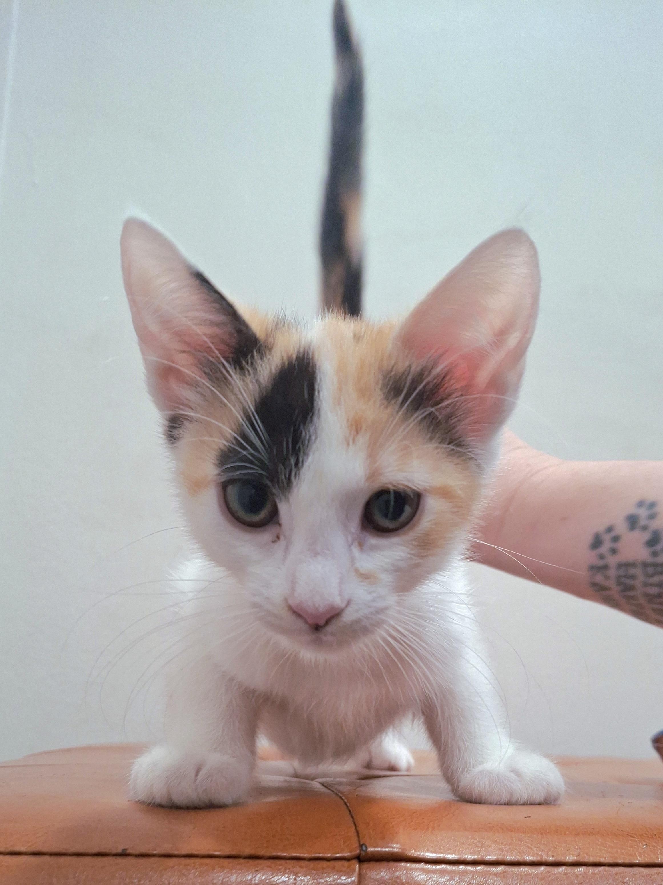 Enlarge Gabby, a Adopted mixed breed in Yorba Linda, CA image 5/5