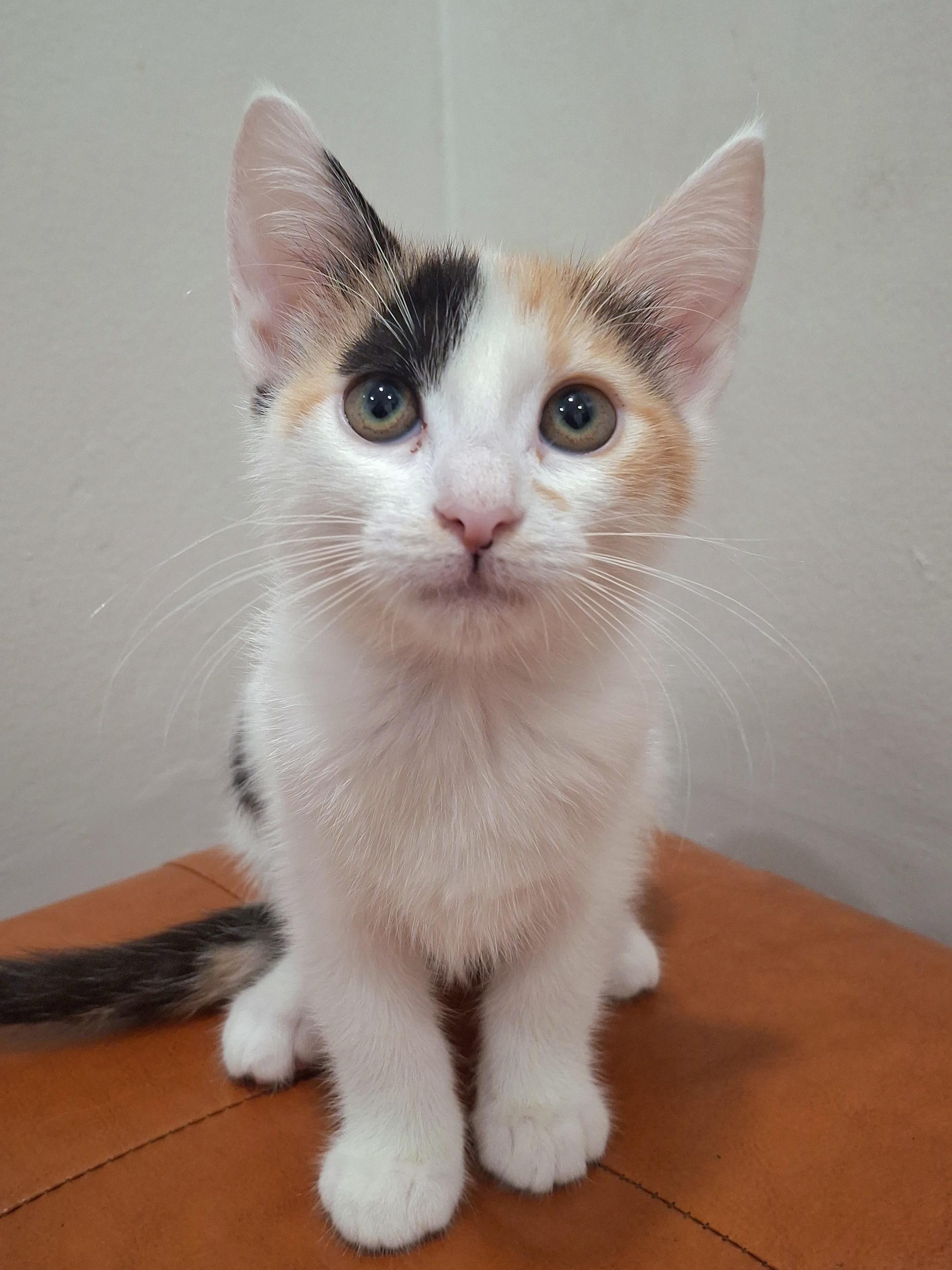 Enlarge Gabby, a Adopted mixed breed in Yorba Linda, CA image 2/5