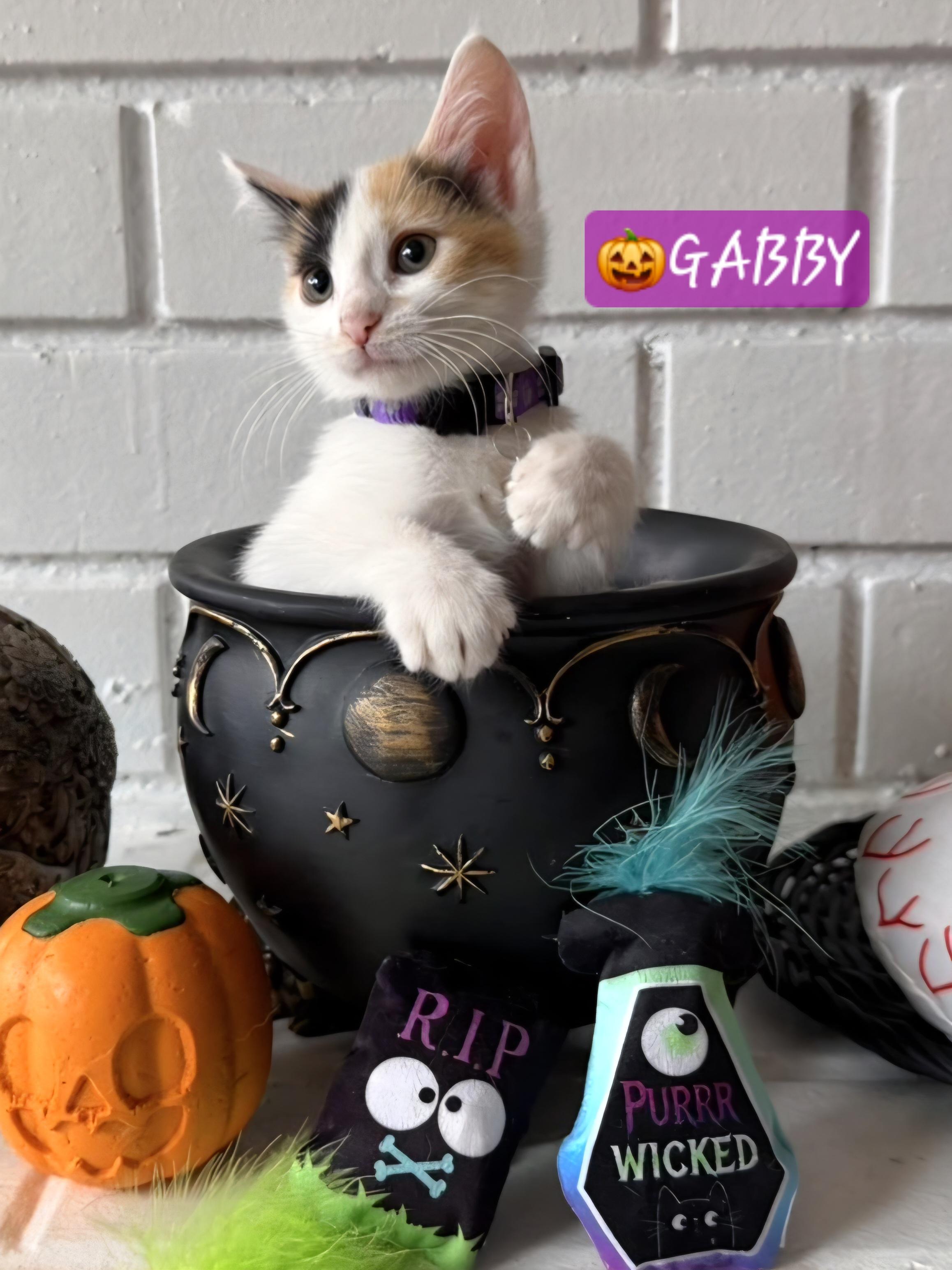 Gabby, Adopted, Kitten Female Domestic Short Hair & Calico.