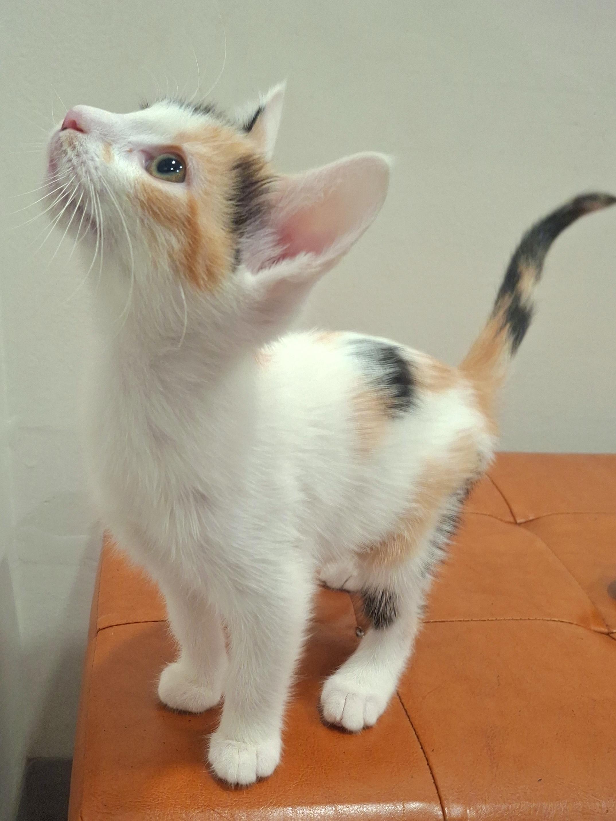 Enlarge Gabby, a Adopted mixed breed in Yorba Linda, CA image 3/5