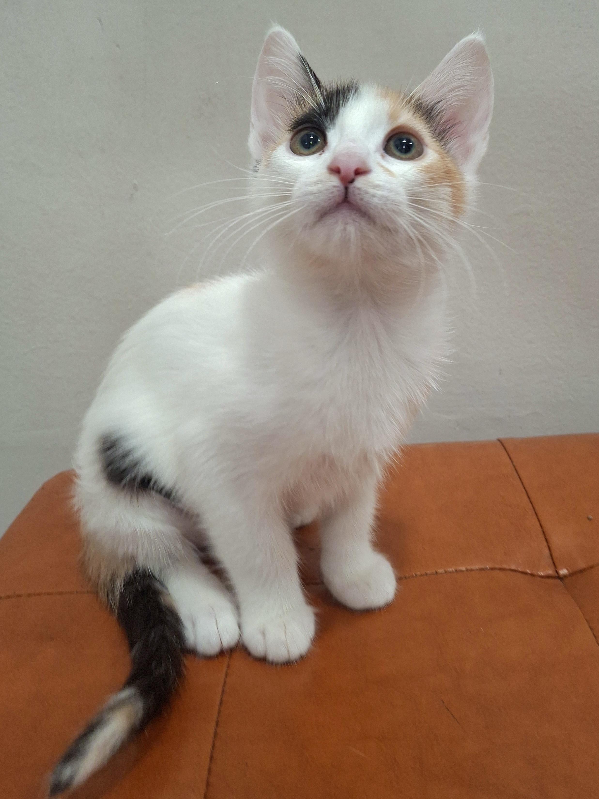Enlarge Gabby, a Adopted mixed breed in Yorba Linda, CA image 4/5