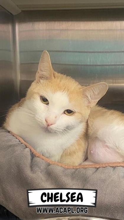 Chelsea, Adoptable, Adult Female Domestic Short Hair & Domestic Short Hair.