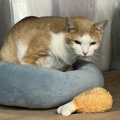 Enlarge Chelsea, a Adoptable Domestic Short Hair in Ashtabula, OH image 2/2