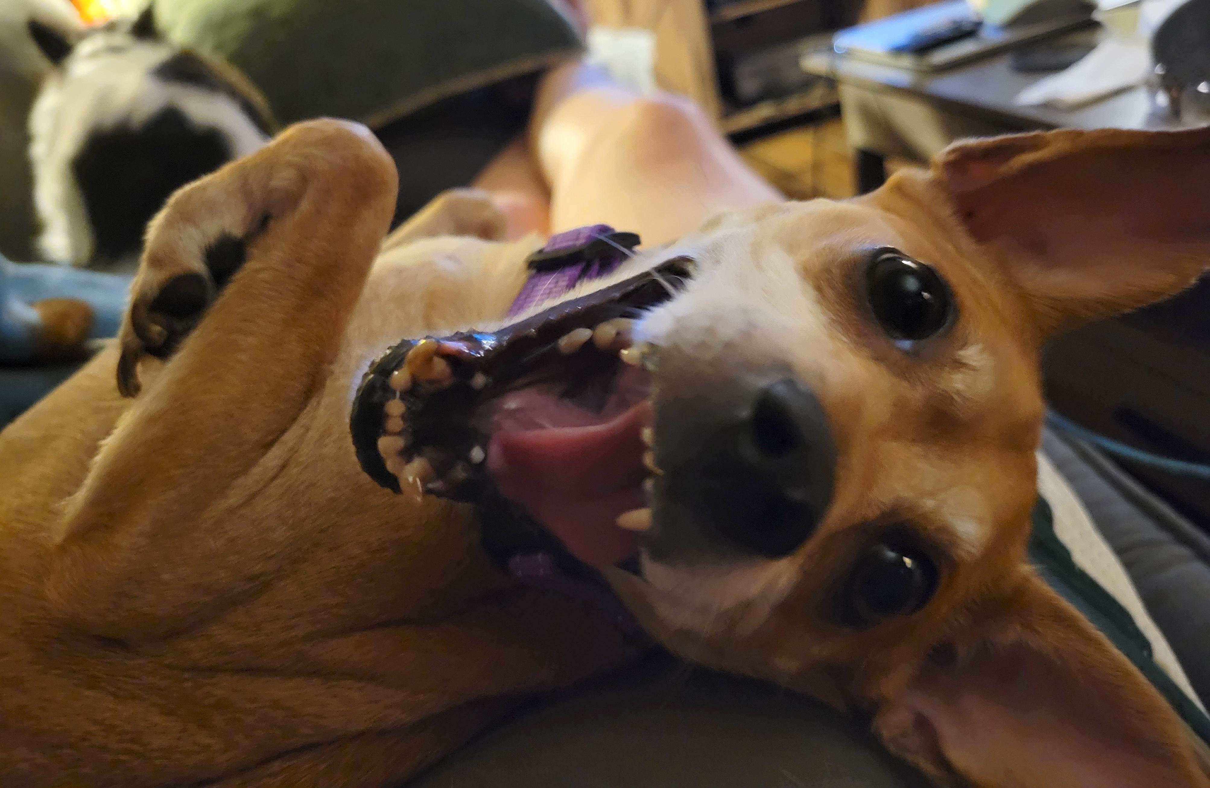 Enlarge Loulee, a Adoptable Chihuahua in Brooklyn, NY image 2/6