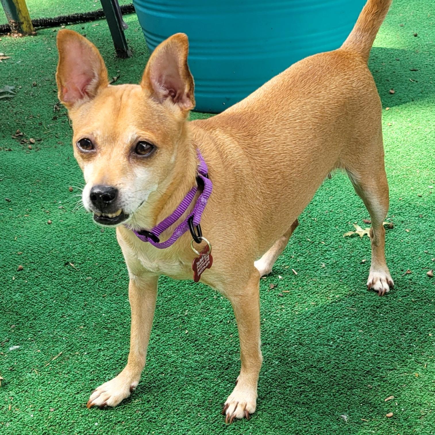 Enlarge Loulee, a Adoptable Chihuahua in Brooklyn, NY image 3/6