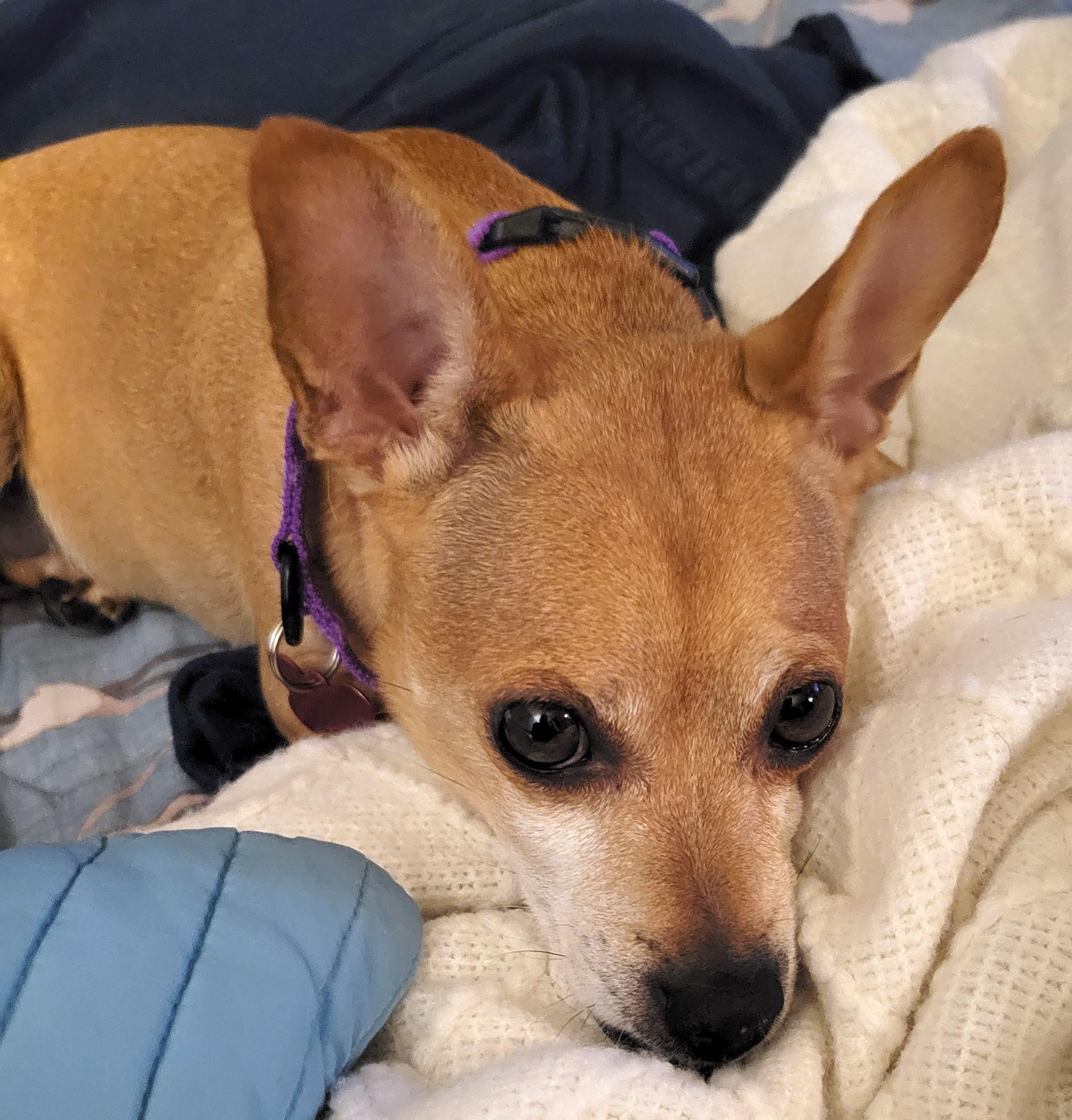 Enlarge Loulee, a Adoptable Chihuahua in Brooklyn, NY image 4/6