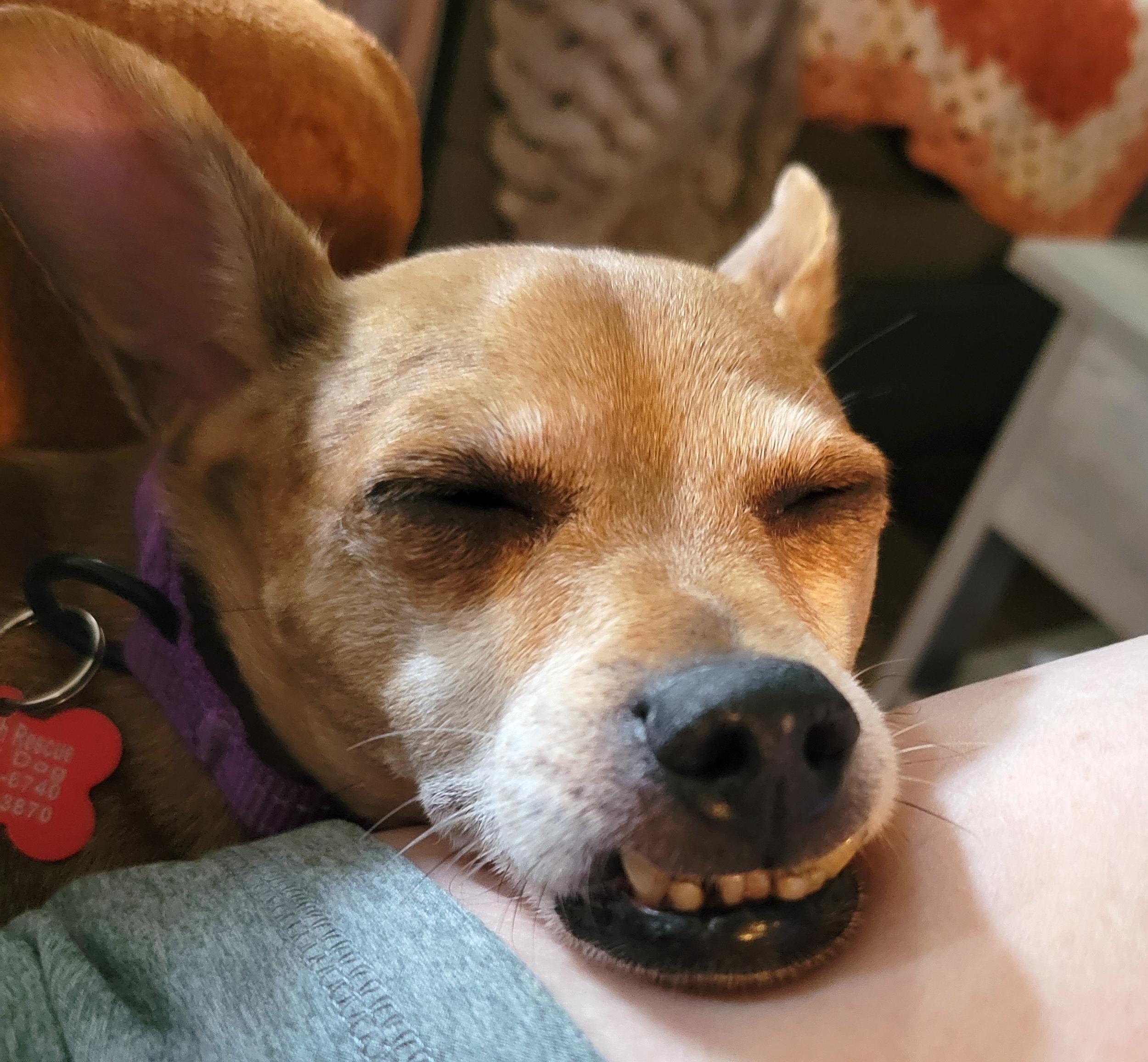 Enlarge Loulee, a Adoptable Chihuahua in Brooklyn, NY image 5/6