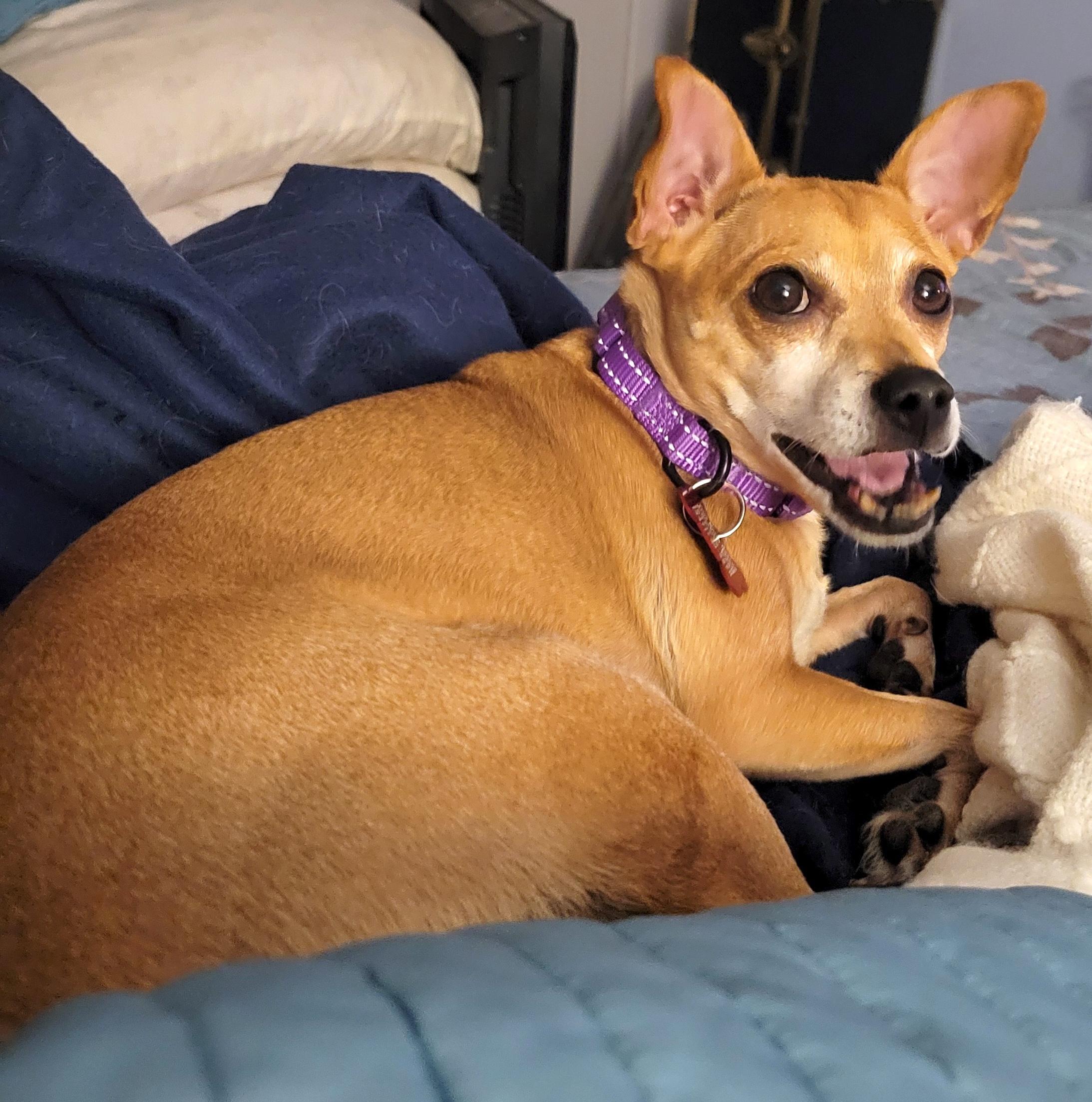 Enlarge Loulee, a Adoptable Chihuahua in Brooklyn, NY image 6/6