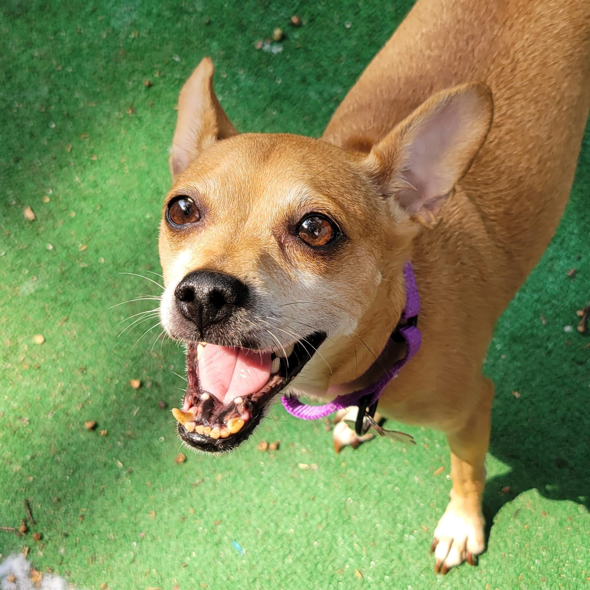 Enlarge Loulee, a Adoptable Chihuahua in Brooklyn, NY image 1/6
